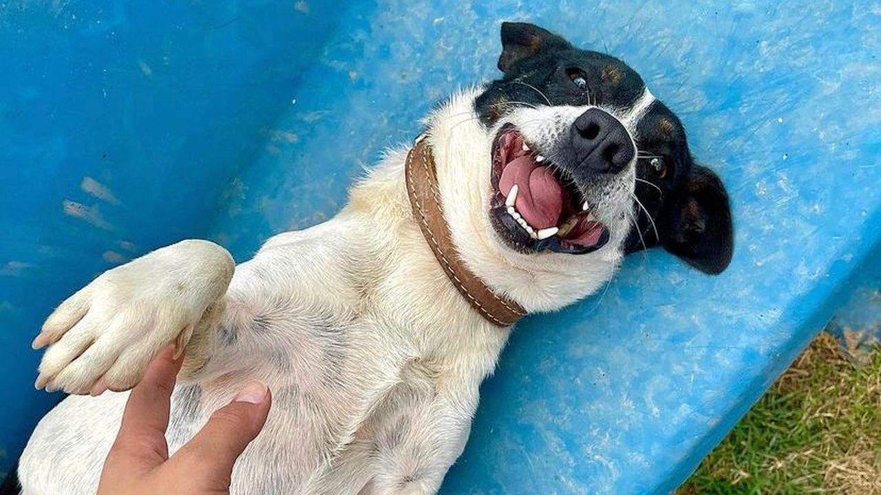 Dibea suspende resgate e acolhimento de animais em Florianópolis
