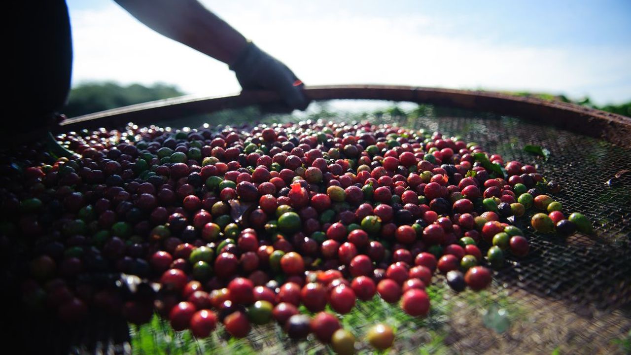 Estimativa do faturamento dos Cafés do Brasil atinge R bilhões em