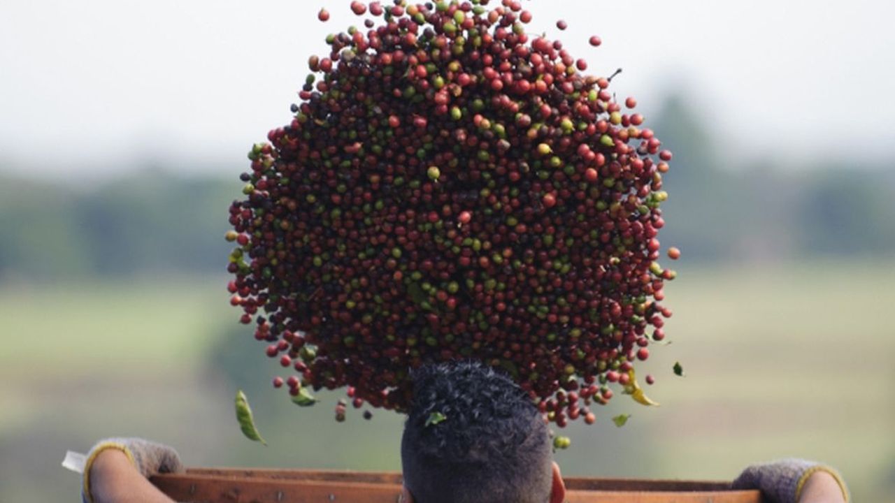 Receita gerada com exportação dos Cafés do Brasil atinge US milhões em maio de