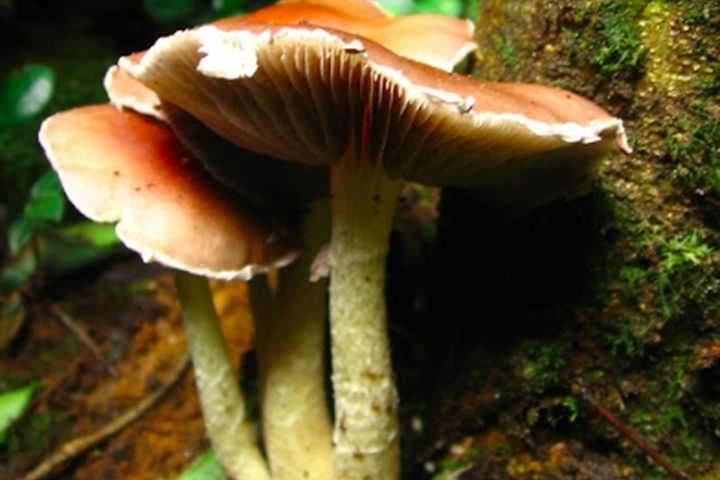 Pesquisadores de SC ajudam a construir primeira lista de fungos ameaçados do país