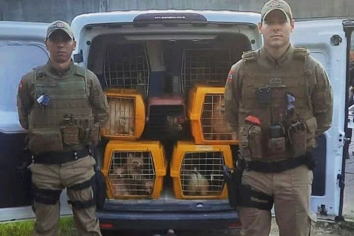 Cães de raça são resgatados de cativeiro clandestino em SC