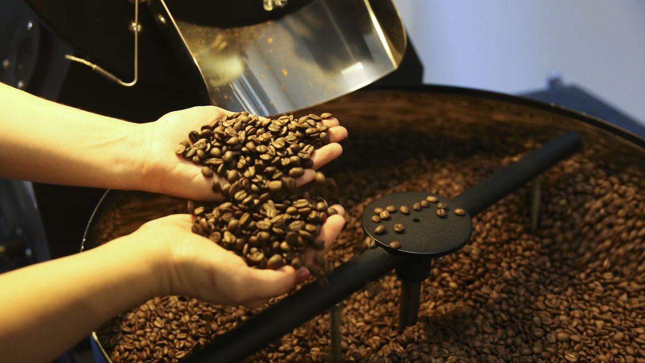 Produção mundial de café robusta deve atingir 77,1 milhões de sacas de 60kg na safra 2021-2022 