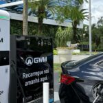 Mais de 40 cães da raça Pit Bull aguardam adoção na Dibea