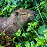 Festival do Morango agita Shopping Itaguaçu com música, gastronomia e atrações gratuitas