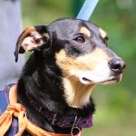 Árvores Solidárias chegam para espalhar afeto e esperança neste Natal no Floripa Shopping