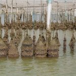 Polícia Civil conclui investigação sobre morte do Cão Orelha e maus-tratos ao Cão Caramelo e pede internação de adolescente